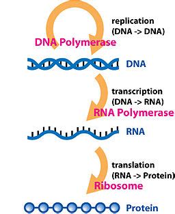 Central dogma of molecular biology - Wikipedia