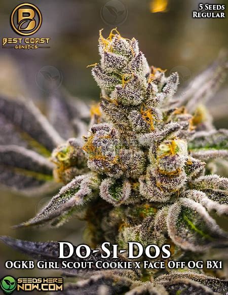 Do-Si-Dos {REG} Seeds [5pk] - 18-25% THC, Earthy & Sweet Aroma