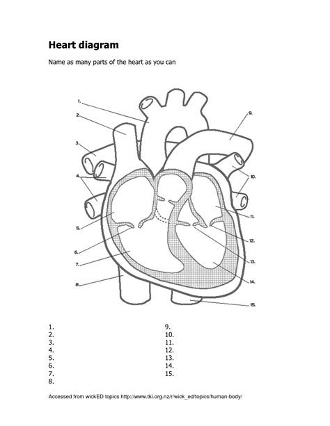 Heart Anatomy Diagram Worksheet