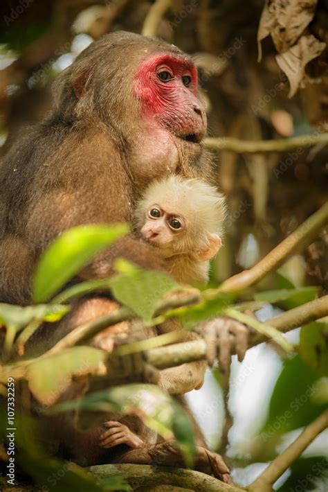 Stump-tailed macaque mother and baby in green jungle/Stump-tailed ...