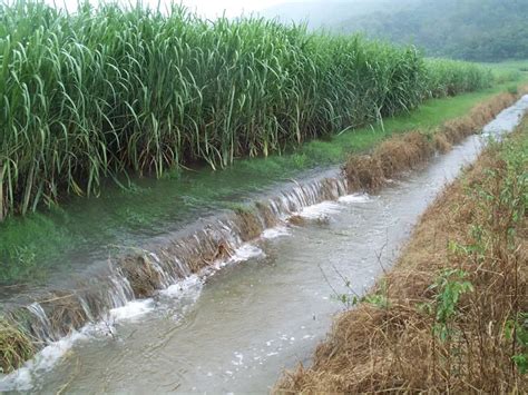 CSIRO_ScienceImage_11084_Flood_water_runoff_from_a_canefield_in_the ...