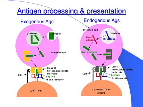 Antigen Processing Definition at Steve Johnson blog