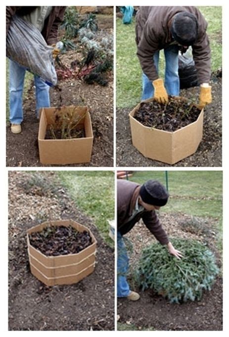 How To Protect Rose Bushes Over The Winter | The Homestead Survival ...