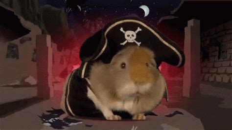 Pirateship Guinea Pig GIF - Pirateship GuineaPig GuineaPirate ...