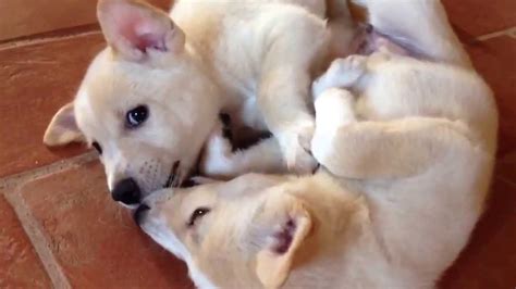 Canaan Dog 6 weeks old puppies daily life - YouTube