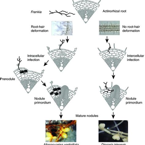 (PDF) Biological nitrogen fixation in non-legume plants