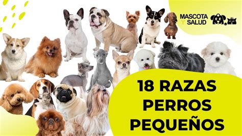 18 Razas de #perros pequeños y sus tamaños | Mascota y Salud - YouTube