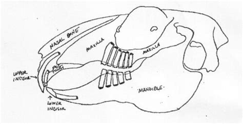 Rabbit Teeth: How They Work | MOHRS