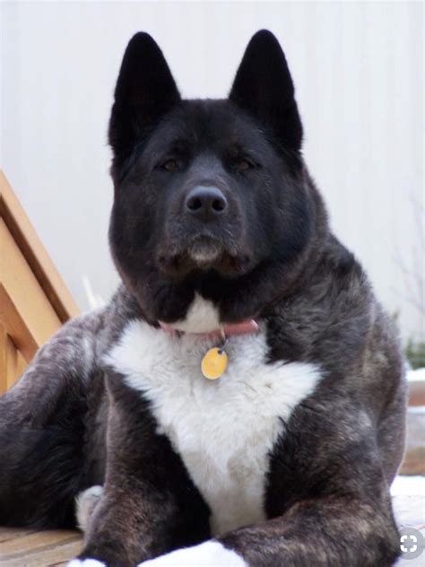 Pin by klezmer phan on Dogs | American akita dog, Akita dog, American akita