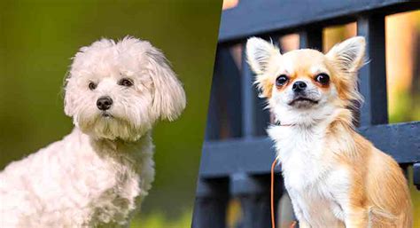 Bichon Chihuahua Mix - Is A Chichon Right For You?