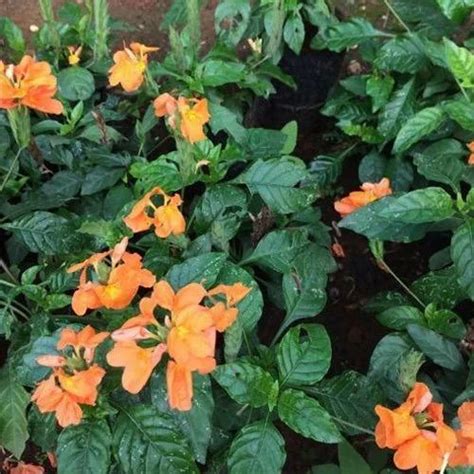 Aboli Flower Plant at Rs 50/plant | Flowering Plant in Pune | ID ...