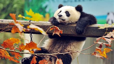 Download Cute Struggling Panda Laptop Wallpaper | Wallpapers.com