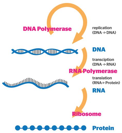 Gene Expression - B4FA