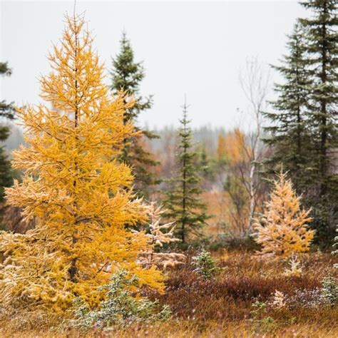 Where to See Fall Colours in Algonquin Provincial Park - Trip Shed