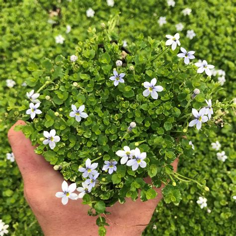 Isotoma fluviatillis - Blue Star Creeper (3.5" Pot) | Little Prince To Go