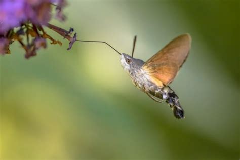 Have You Seen A Hummingbird Moth? Here Are 10 Facts That Will Amaze ...