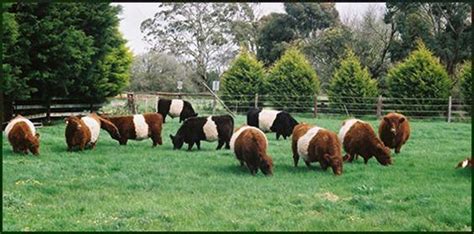 awsome mini herd of Belted Galloways | Farm animals, Miniature cattle ...