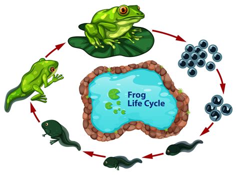 Life Cycle Of A Frog Diagram