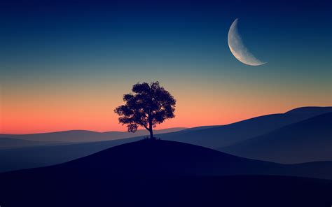 3840x2400 Tree Alone Dark Evening 4k 4K ,HD 4k Wallpapers,Images ...