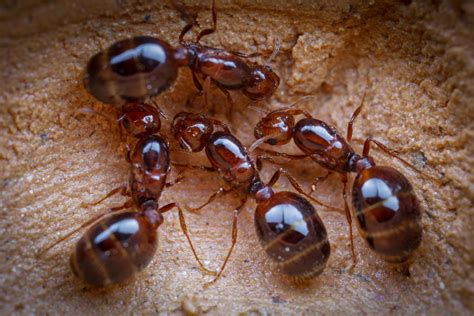 TIL The common black garden ant queen has an average lifespan of 15 ...