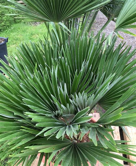 CHAMAEROPS HUMILIS 'VULCANO' Free UK Delivery! | thepalmtreecompany