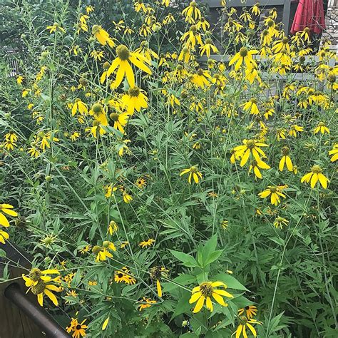 Rudbeckia laciniata (Cutleaf Coneflower) - Cavano's Perennials