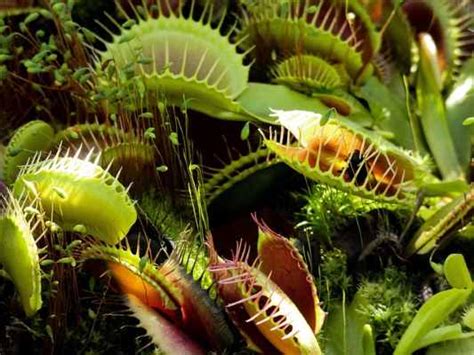 Venus Flytrap: Care, Feeding, Facts, Flowers (With Pictures)