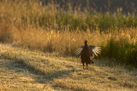 The Best Upland Hunting Tips, from a Long-Time Bird Hunter