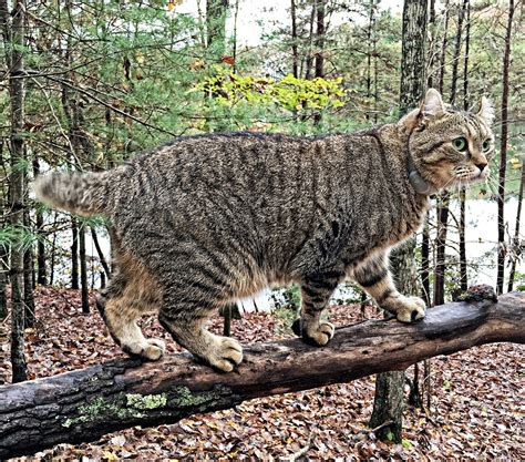 Highland Lynx - A Guide To The Amazing Pet Wildcat