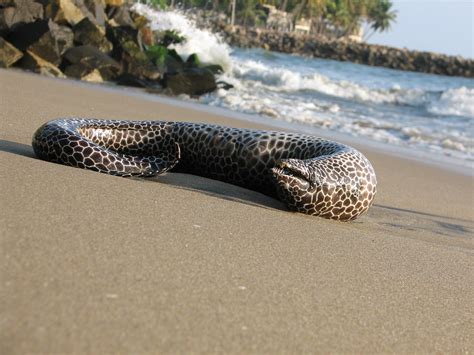 Dead Sea fish!! | Saw this in Kollam Beach(Thirumullavaram b… | Praveen ...