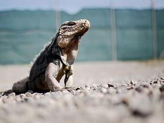 Guantanamo's Wild Side: Huge Boas, Banana Rats, More