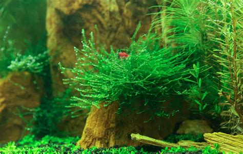 Java Moss (Taxiphyllum Barbieri) Care Sheet - Aquariadise