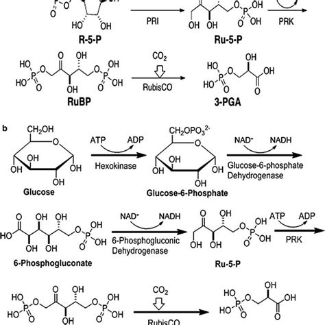 Schematic of CO2-fixation pathways assembled in nanostructures. Cascade ...