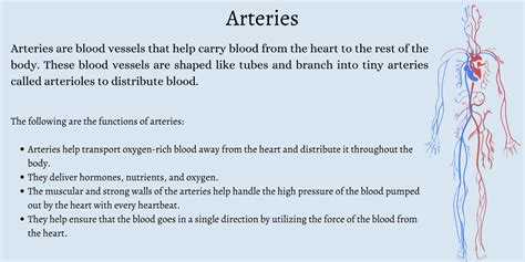 What are the Three Types of Blood Vessels and Their Functions? - First ...