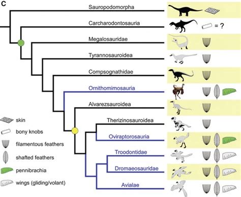 Yet Another Fossil Bird – Aurornis xui | NeuroLogica Blog