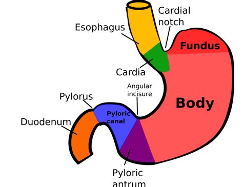 The Gastric Fundus and Lap Band Removal - Houston Weight Loss Surgery ...