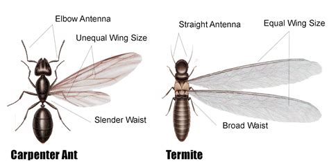 Pictures of Termites