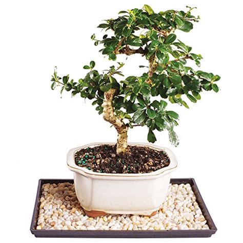 7 Best Indoor Bonsai Trees & How To Care For Them