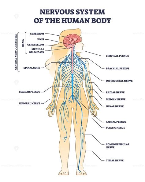 the nervous system is shown in this diagram, with all its major ...