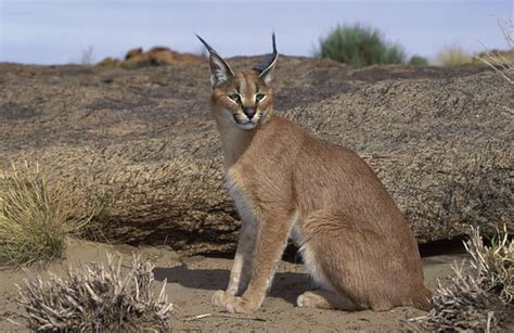 Caracal Facts - Animal Facts Encyclopedia