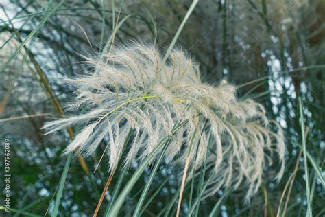 Beautiful white kans grass / kash phool (in Bengali language), just ...