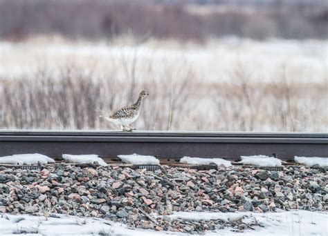 Sharp-tailed Grouse Glacial Ridge National Wildlife Refuge Polk County ...