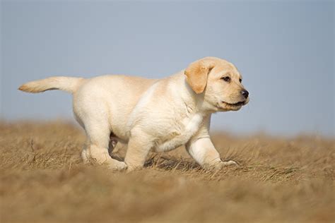 Faceti Cunostinta Cu Cainele Labrador Retriever