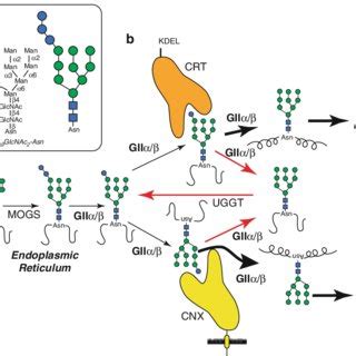 1 The oligosaccharide structure transferred from dolichol to asparagine ...