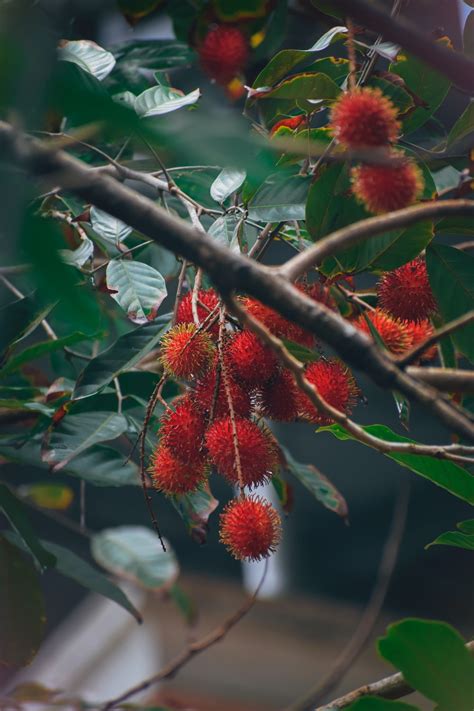 Rambutan Wallpapers - Wallpaper Cave