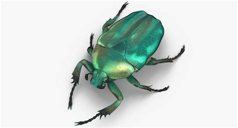 Green scarab beetle 3D model - TurboSquid 1399504