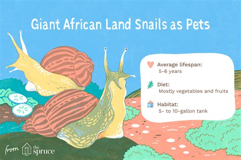 Why You Should Avoid Keeping Giant African Land Snails as Pets