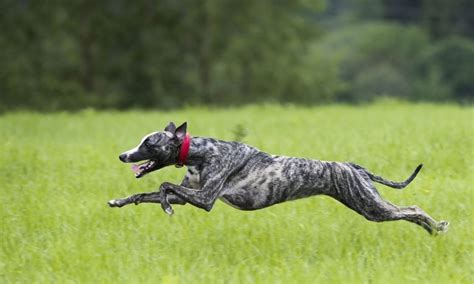 Borzoi vs Greyhound Breed Comparison | BeChewy