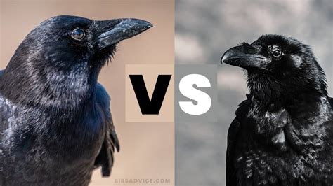 Common Raven Vs American Crow