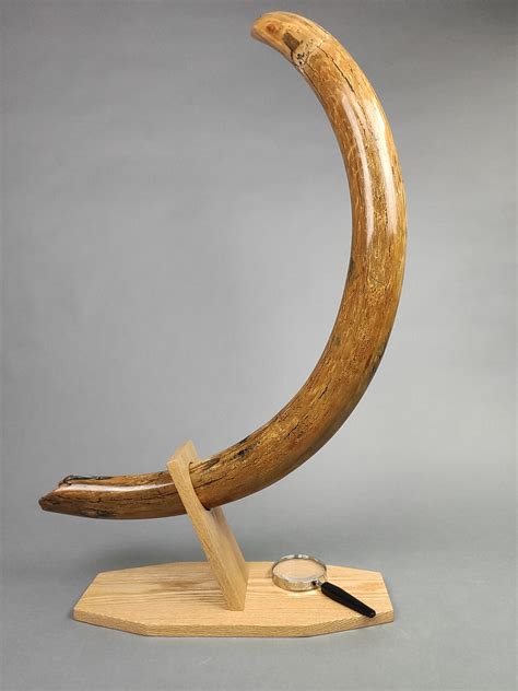 54-Inch Mammoth Tusk - Beautiful Specimen – Fossil Realm